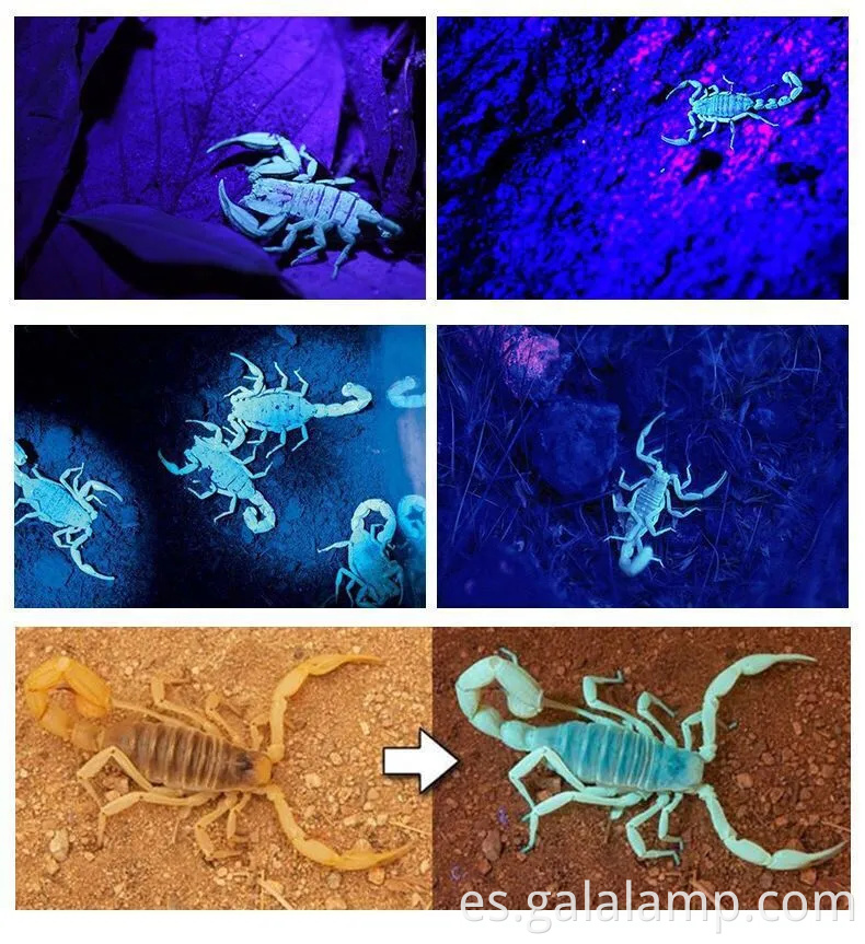 Faros UV recargables con 395 nm LED para pesca nocturna y caza de escorpiones